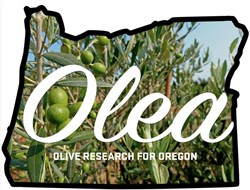 Oregon Project Aims to Promote Olive Oil Sector